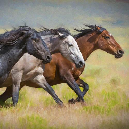 Horses