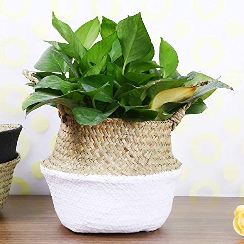Glass - Blunt Enjoyee Natural Seagrass Woven Storage Pot Tote Belly Basket for Storage, Laundry, Picnic, Plant Pot Cover, and Beach Bag