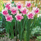 400pcs/bag Double Narcissus Flower Bulbs Scented Daffodil Garden Perennial Decor